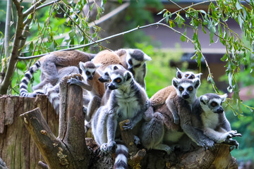 Fototapeta premium Playful Ring-Tailed Lemurs Socializing in Lush Forest Habitat