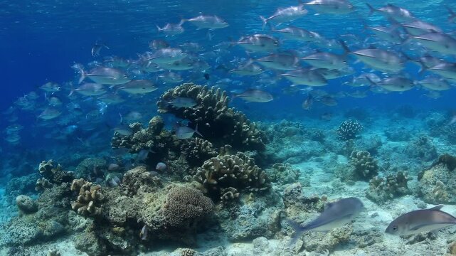 Large School of Jack Fish Over Coral Reef