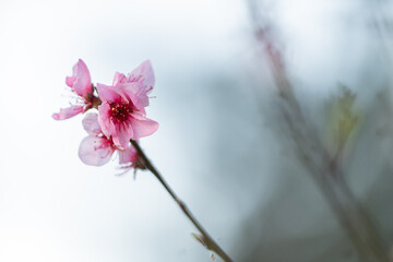 pink cherry blossom tree © Lucy Rock