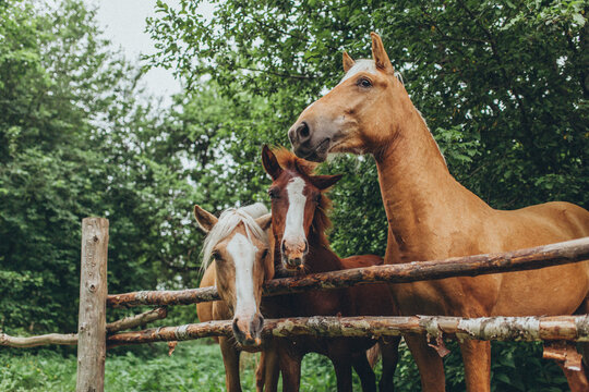 Three beautiful horses looking over wooden fence in summer. Group of rare polesian horses in rural paddock, natural horse breeding farm.