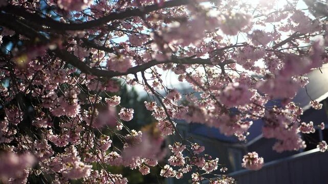 spring blossoms cherry pink with insects bee bumble bee slow motion spring sunshine