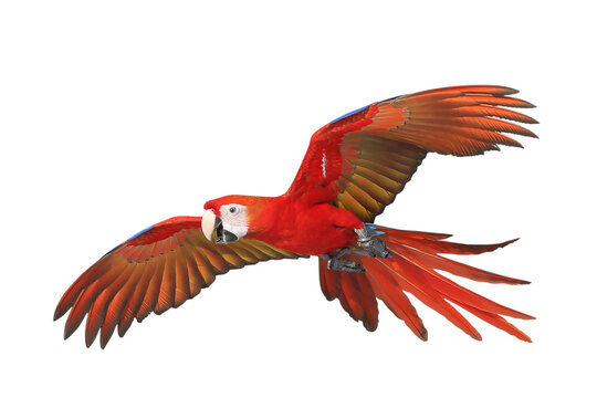 Colorful flying Scarlet Macaw parrot isolated on transparent background png file