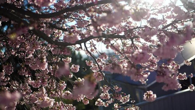 spring blossoms cherry pink with insects bee bumble bee slow motion spring sunshine