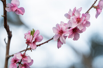 pink cherry blossom in spring © Lucy Rock
