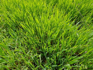 Fototapeta premium Green fresh grass (Ryegrass pasture) in the sun (macro, top view, green grass background, texture)