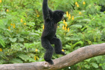 A black monkey is hanging from a tree at a zoo in Solo, Indonesia © Andang Riana
