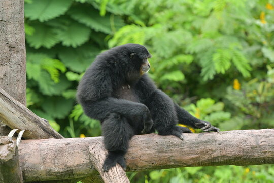 A black monkey is hanging from a tree at a zoo in Solo, Indonesia