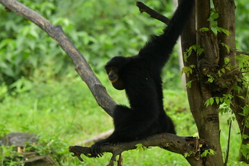 A black monkey is hanging from a tree at a zoo in Solo, Indonesia © Andang Riana