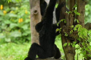 A black monkey is hanging from a tree at a zoo in Solo, Indonesia © Andang Riana