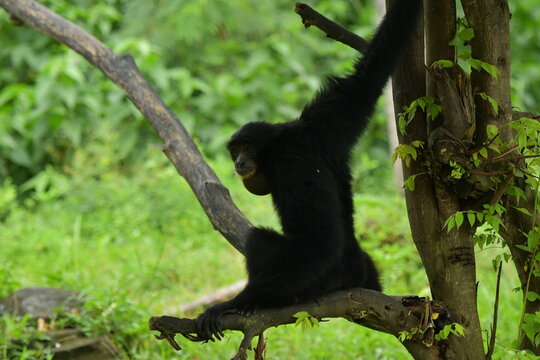 A black monkey is hanging from a tree at a zoo in Solo, Indonesia