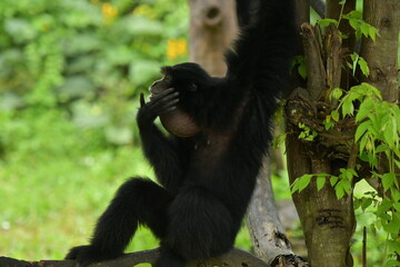 A black monkey is hanging from a tree at a zoo in Solo, Indonesia © Andang Riana