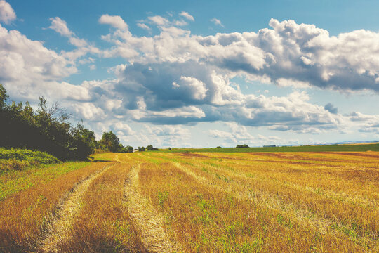 Agricultural landscape with a field of cut wheat