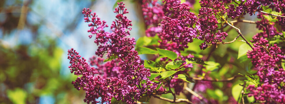 Purple lilac bush (Syringa) in the garden. Spring floral background