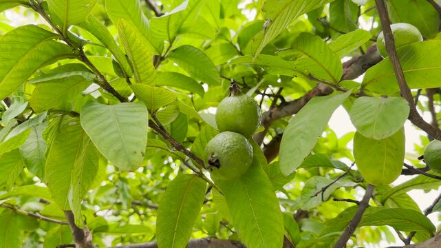 Unripe green guava fruit growing on tree branch 4k video footage