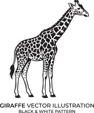 giraffe vector illustration
