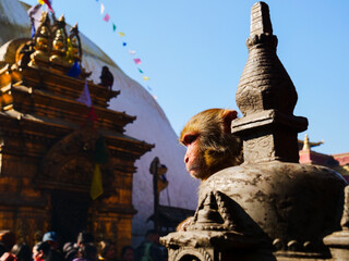 Macaque monkey sitting on a stone stupa at Swayambhunath Temple in Kathmandu, Nepal, a sacred Buddhist site © Martin