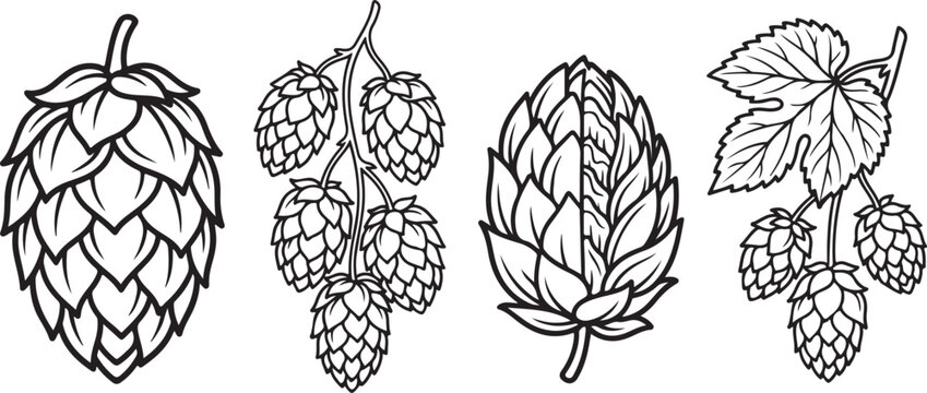 Hops Cone and Leaf Botanical Elements Detailed Vector Line Art