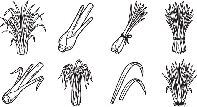 Lemongrass Stalks and Leaves Botanical Vector Line Art Coloring Page