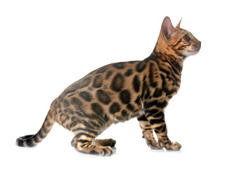bengal kitten in studio © cynoclub