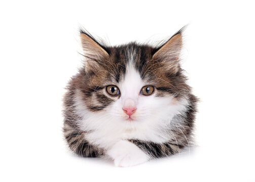  young Kurilian Bobtail in studio