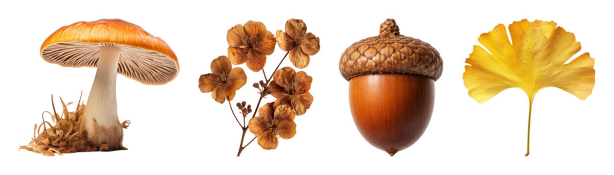 PNG Autumn nature elements: mushroom, flowers, acorn, leaf, transparent background