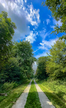 sunlit double-track through tall trees leading to open horizon, ideal for hiking, cycling and microadventure scenes, immersive