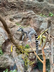 Lemur in zoo © Марина Гудзь