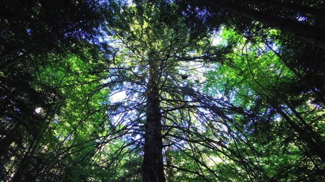 Tree canopy and tall tree in European forest with foliage and branches