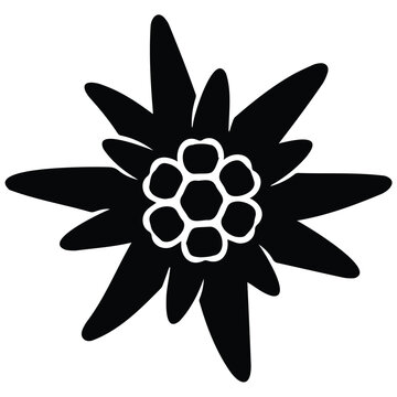 Minimalist edelweiss flower vector silhouette for rustic mountain branding.