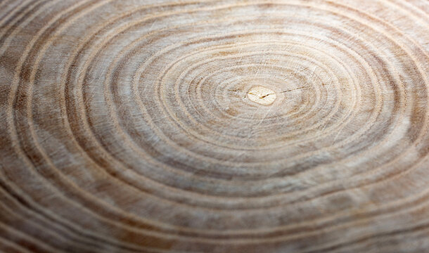  Stump of oak tree felled - section of the trunk with annual rings. Slice old oak wood. A cross-section of an old tree trunk with growth rings on it. 