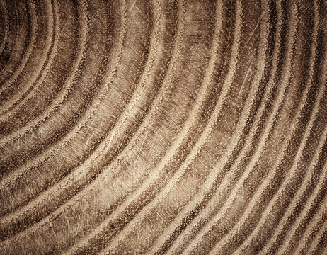 Stump of oak tree felled - section of the trunk with annual rings. Slice old oak wood. A cross-section of an old tree trunk with growth rings on it. 
