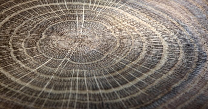  Stump of oak tree felled - section of the trunk with annual rings. Slice old oak wood. A cross-section of an old tree trunk with growth rings on it. 