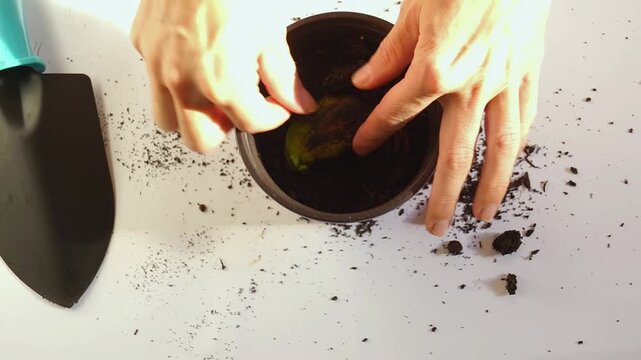 Hands use scoop to make hole in pot, place sprouted mango seed. Captures circular gardening practices, regenerative home cultivation, and first step toward growing tropical fruit from kitchen scraps.