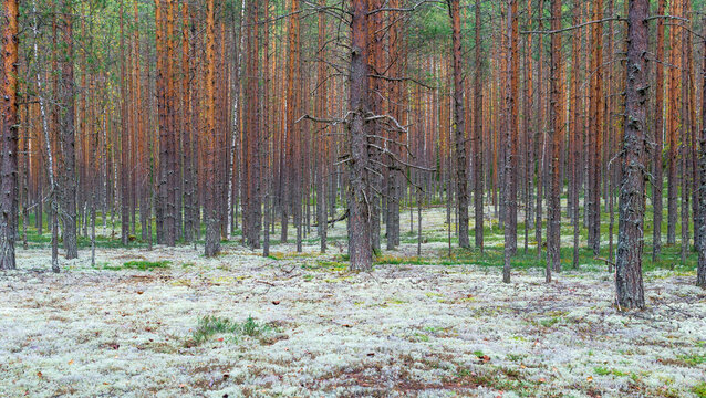 Landscape of pine barren with ground covered with white moss.