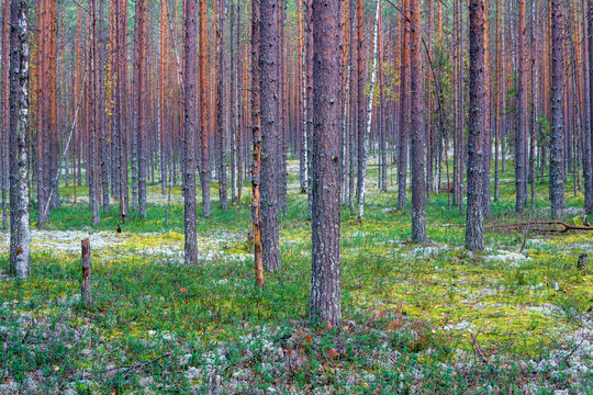 Morning in the pine forest with moss and lichen
