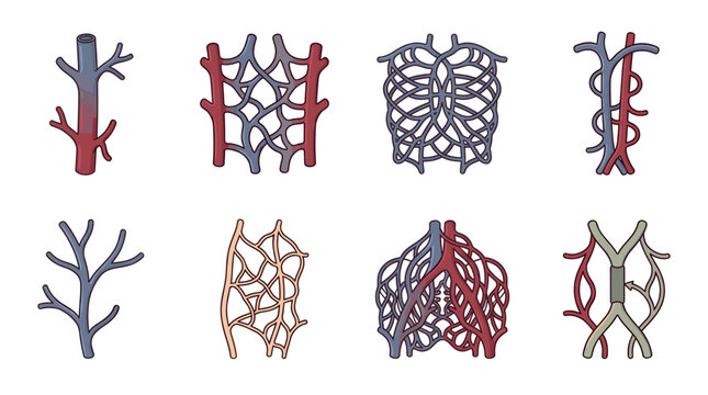 Vector illustration set of human vascular system, veins, and arteries patterns in detailed medical style