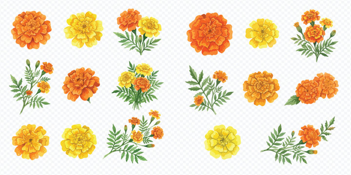 Vibrant collection of marigold flowers in various arrangements, showcasing orange and yellow blooms with green leaves, perfect for festive designs.