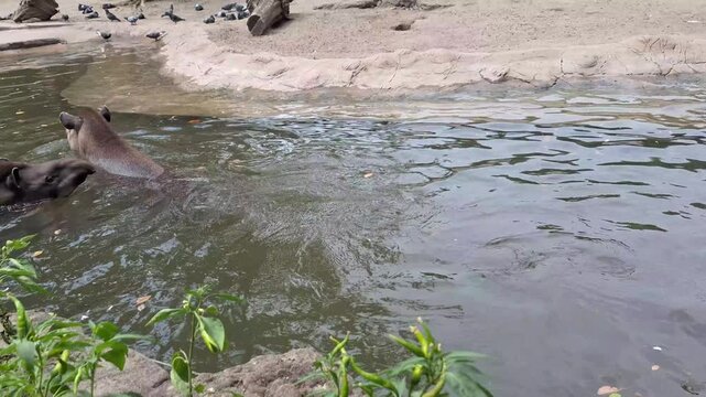 Tapir Swimming Peacefully in a Shallow Pool on a Hot Summer Day