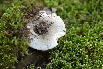 Mushrooms  © Viktoriia Pletska