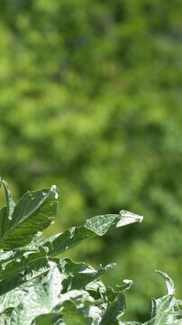Fresh Green Artichoke Leaves Growing in Summer Garden