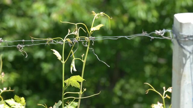 Close Up of Green Grapevine Tendrils on Trellis Wire