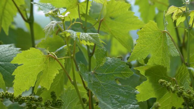 Fresh Green Grapevine Leaves and Young Buds in Vineyard