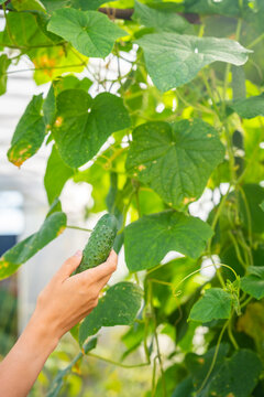 Hand holding freshly picked cucumber in greenhouse garden. Homegrown vegetable harvest represents organic food, healthy nutrition and sustainable gardening