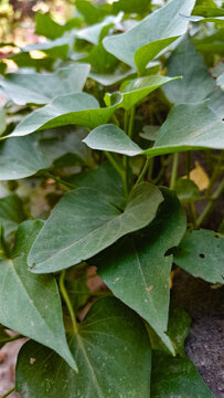 bay leaves background