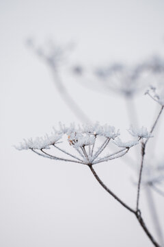 Frosted dried plant close-up. Macro shot of winter umbel wildflower covered with hoarfrost crystals and fluffy snow. Winter wonderland, frozen nature, Christmas aesthetic, and soft bokeh background