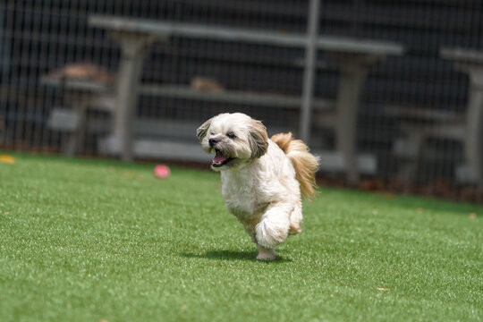 緑の芝生のドッグランでボールを追いかけて走るマルプーとシーズーのミックス犬、元気に遊ぶ小型犬の躍動感ある屋外イメージ