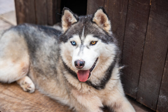 Siberian Husky dog with blue and brown eyes looking at camera. Heterochromia creates distinctive appearance in purebred northern dog portrait