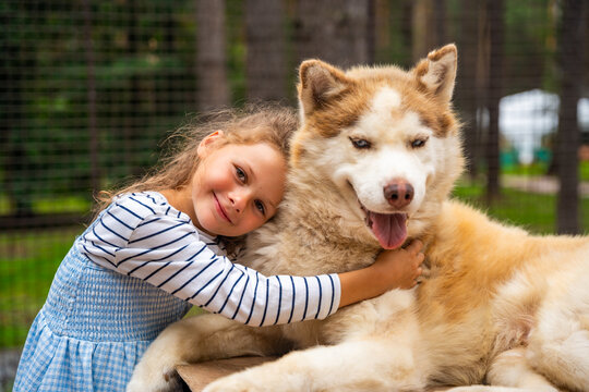 Young girl petting and hugging Siberian Husky dog outdoors. Child interaction with animal represents friendship, affection and emotional bond with pets