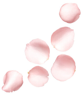 Different angle of pink rose petal isolated