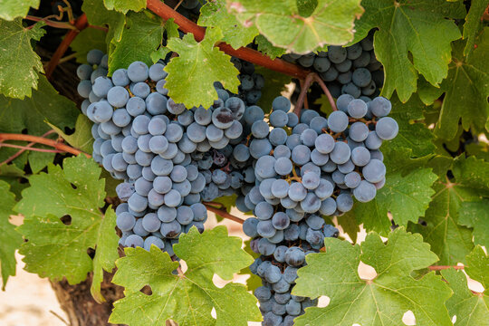 Vignoble dans les environs de Colombiers. Gros plan grappe de raisins. Vendanges tardives